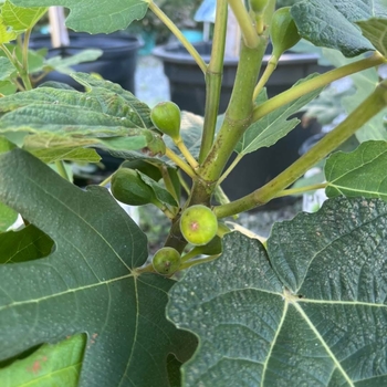Ficus carica 'Chicago Hardy'