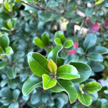 Rhaphiolepis indica 'Monto' PP5862