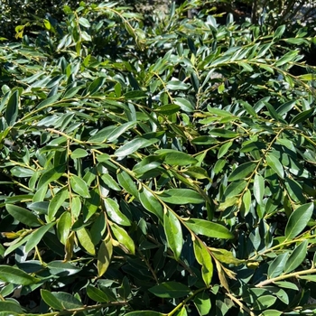 Distylium 'PIIDIST-II' PP24409