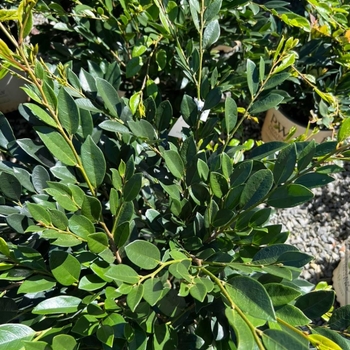 Distylium 'PIIDIST-I' PP24410