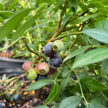 Vaccinium corymbosum 'FL09-216' PPAF