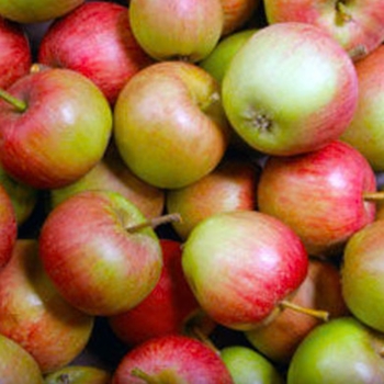 Malus domestica 'Stayman Winesap'