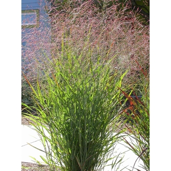 Panicum virgatum