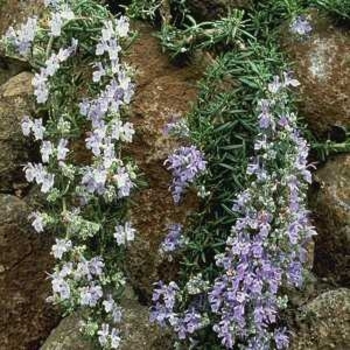 Rosmarinus officinalis 'Lockwood De Forest'