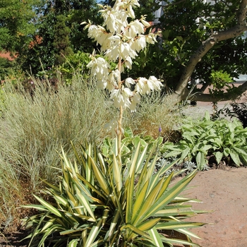 Yucca filamentosa 'Color Guard'