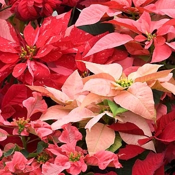 Euphorbia pulcherrima