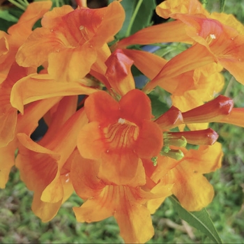 Tecoma 'Oompa Loompa' 