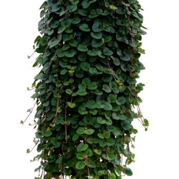 Lysimachia 'Sunburst' PP19633P2