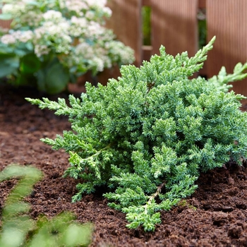 Juniperus procumbens 'Greenmound'