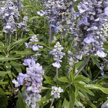 Salvia farinacea 'Light Candle' 