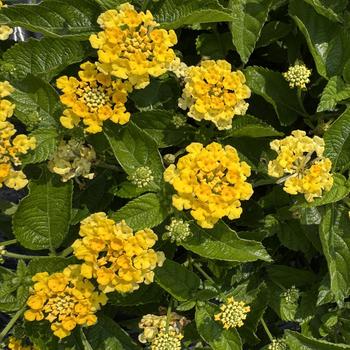 Lantana 'Citrus' PP22,105