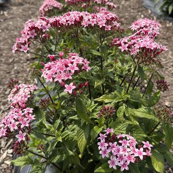 Pentas lanceolata 'Appleblossom' PP20387P2