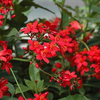 Jatropha integerrima 'Compacta'