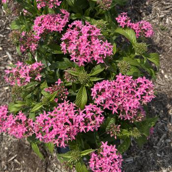 Pentas lanceolata 'Kaleidoscope Pink'