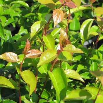 Xylosma congestum 'Compacta' 