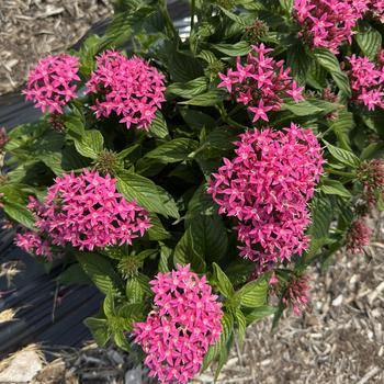 Pentas lanceolata 'Deep Pink' PP21,026