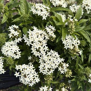 Pentas lanceolata 'White' PP26308P3