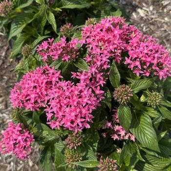 Pentas lanceolata 'Pink' USPP19294P3