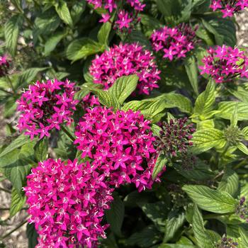 Pentas lanceolata 'Violet' PPP 22,014