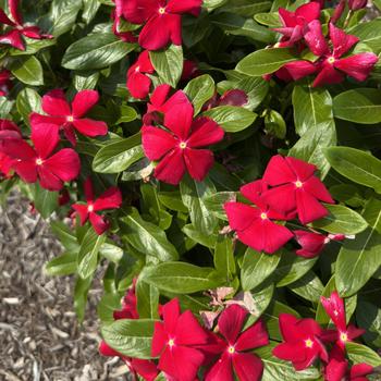 Catharanthus roseus Titan-ium™ '' (313401)