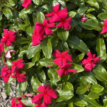 Catharanthus roseus