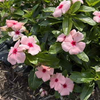 Catharanthus roseus 'Volcano Blush' 