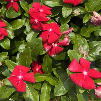 Catharanthus roseus 'Volcano Scarlet w/Eye' 