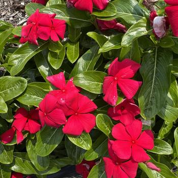 Catharanthus roseus 'Volcano Red' 