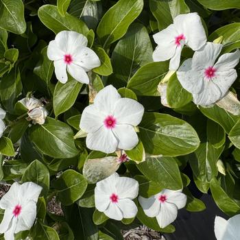 Catharanthus roseus 'Volcano Polka Dot' 