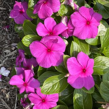 Catharanthus roseus 'Volcano Orchid' 