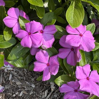 Catharanthus roseus 'Volcano Lavender' 