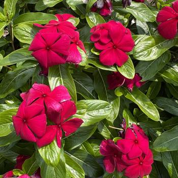 Catharanthus roseus 'Volcano Burgundy' 