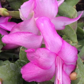 Schlumbergera x buckleyi