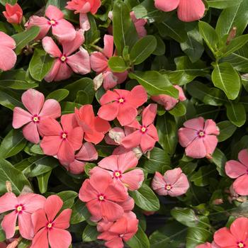 Catharanthus roseus 'Volcano Peach'