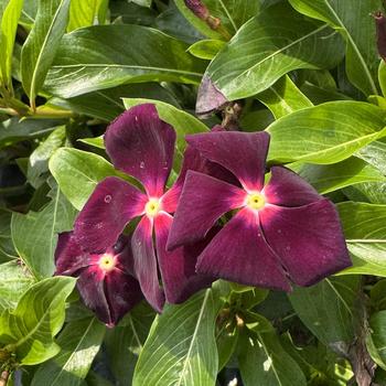 Catharanthus roseus Nirvana® XDR '' (313423)