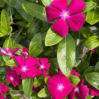 Catharanthus roseus 'Virtuosa Raspberry'