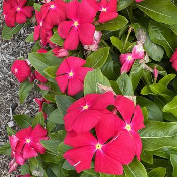 Catharanthus roseus 'Virtuosa Punch'