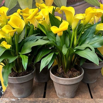 Zantedeschia 'Izzy Mae&reg;' 