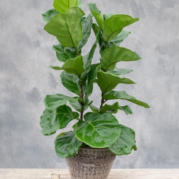 Ficus lyrata