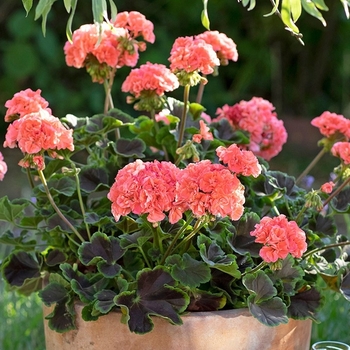 Pelargonium 'Brocade Salmon Night'