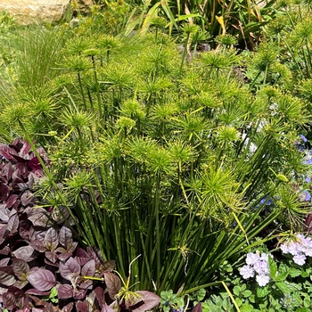 Cyperus 'Cleopatra' 