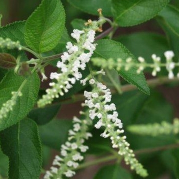 Aloysia virgata