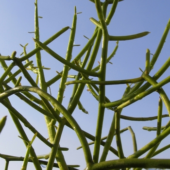 Euphorbia tirucalli 'Green'