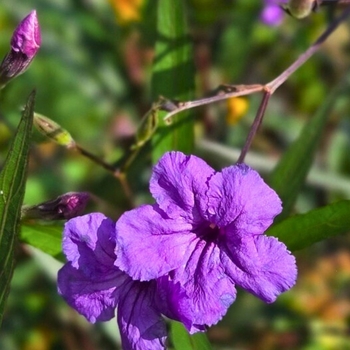 Ruellia 'Multiple Varieties'