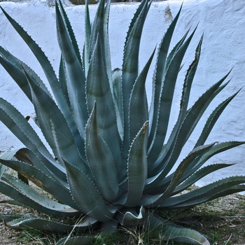 Agave 'Blue Waves'
