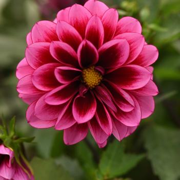 Dahlia