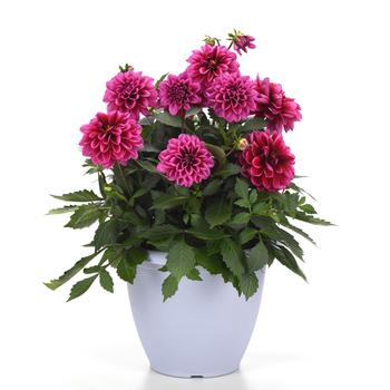 Dahlia Dalaya® '' (313492)