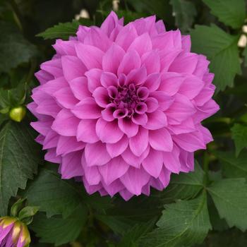 Dahlia