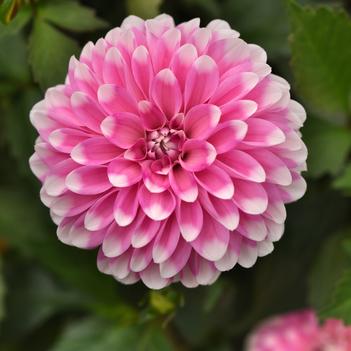 Dahlia 'Pink Lace' 