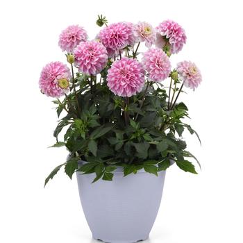 Dahlia Dalaya® 'Pink Lace' (313496)